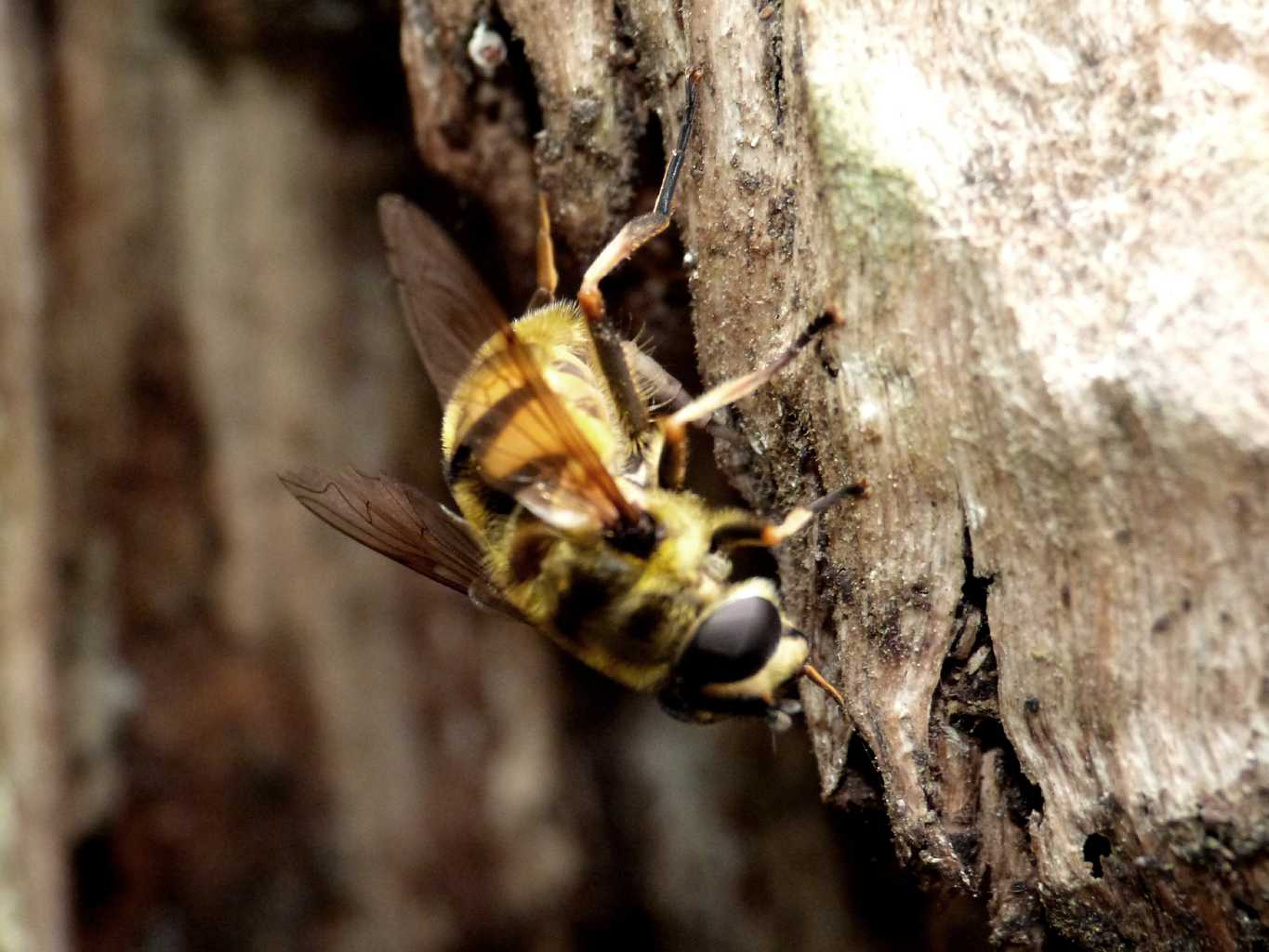 Myathropa in deposizione